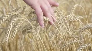 农夫双手检查小麦的嫩芽